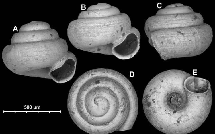 Felfedezték a világ két legkisebb szárazföldi csigafaját 