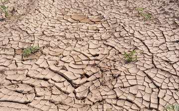 Bóna Szabolcs: aszályos időszakban valós veszélyt jelent az ukrán gabona árletörő hatása